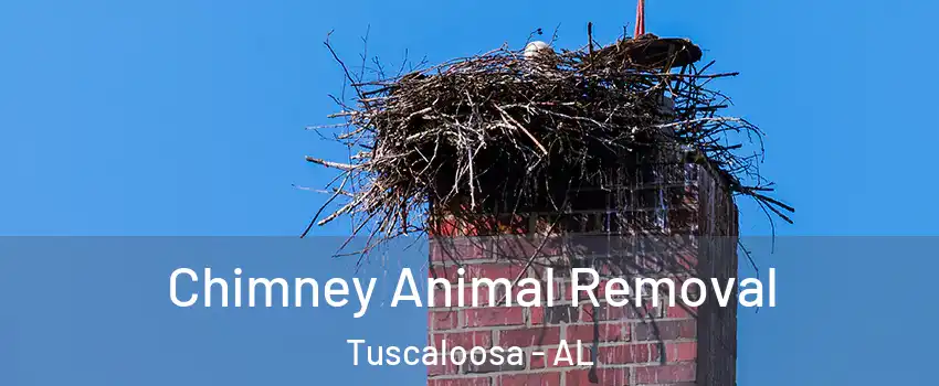  Chimney Animal Removal Tuscaloosa - AL