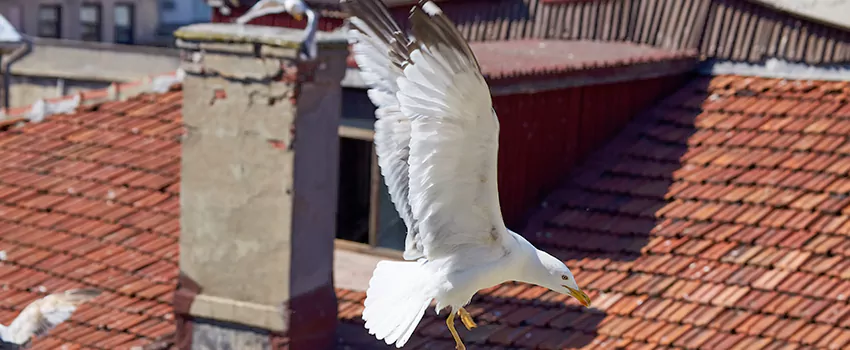 Residential Chimney Animal Removal Solution in Tuscaloosa, AL